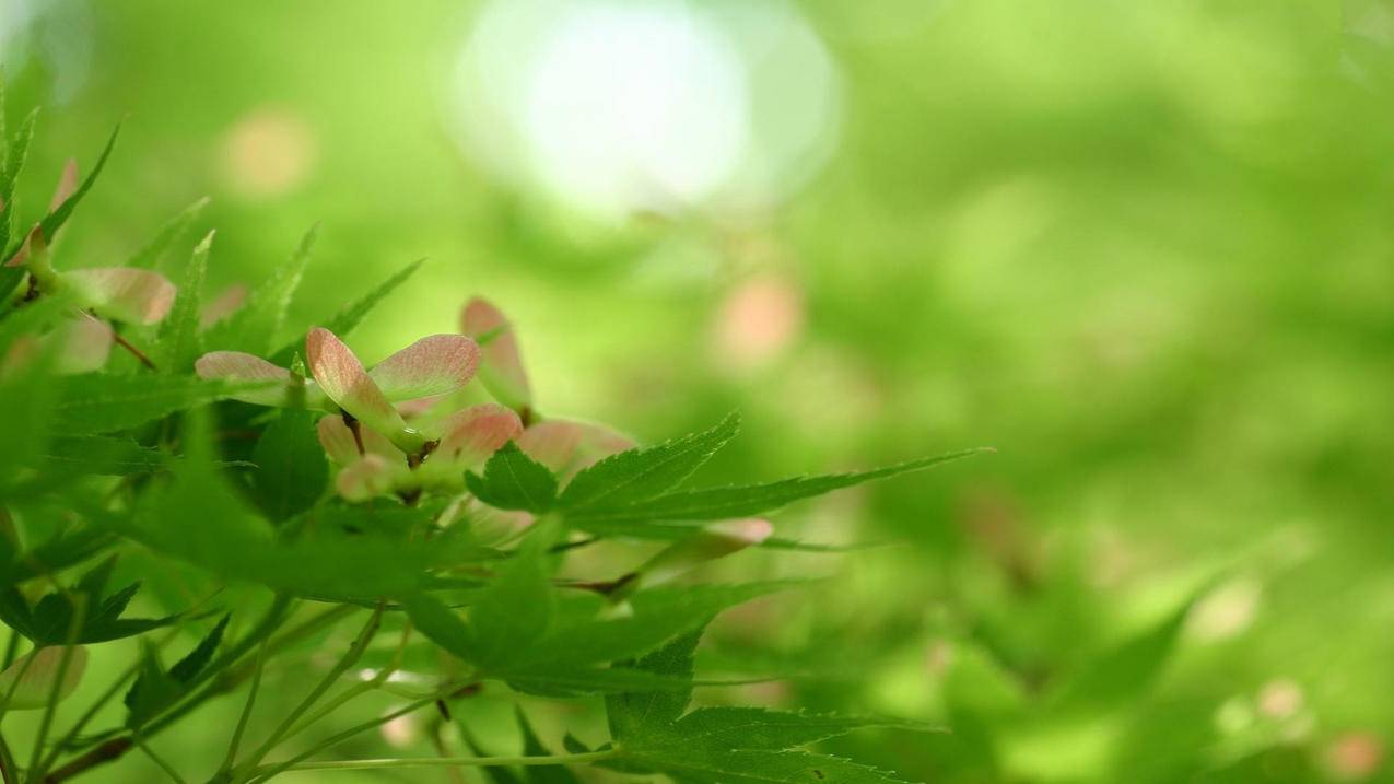 qq代刷秒赞平台 - b站24小时业务自助下单平台,彩虹代刷网与卡盟,青木卡盟代刷网